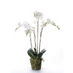 Emerald Orchidea Artificiale con Muschio Bianca 90 cm 20.355