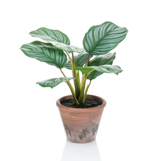 Emerald Calathea Orbifolia Artificiale Terra 32 cm in Vaso